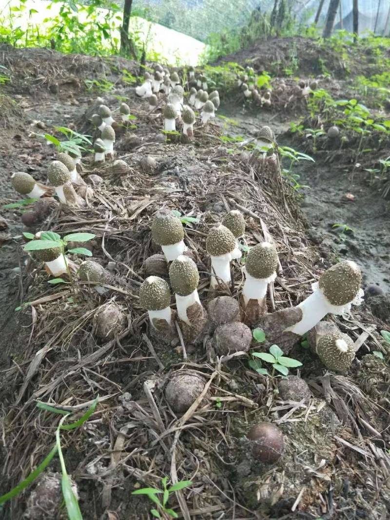 竹荪菌种种子国家认定食用菌种苗大田生料栽培种植高产主栽种