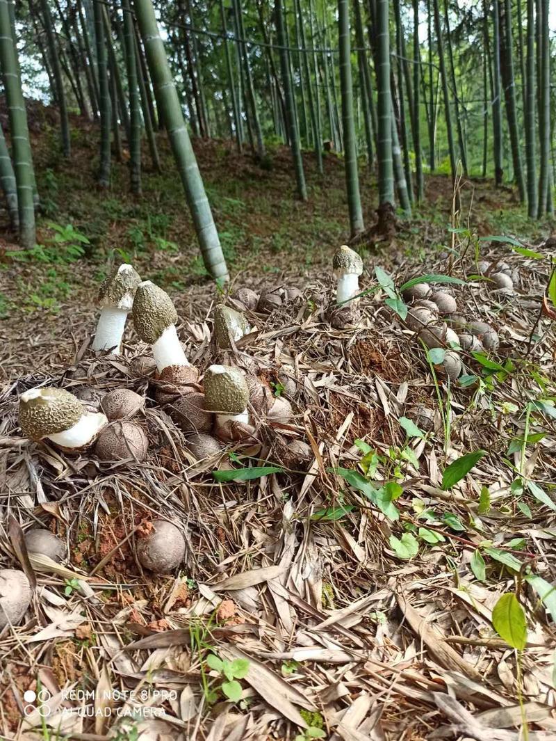 竹荪菌种种子国家认定食用菌种苗大田生料栽培种植高产主栽种