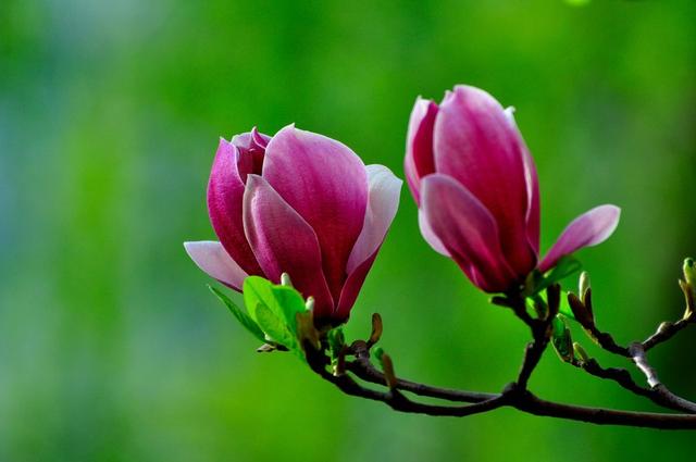 早春花园中的红玉色花卉