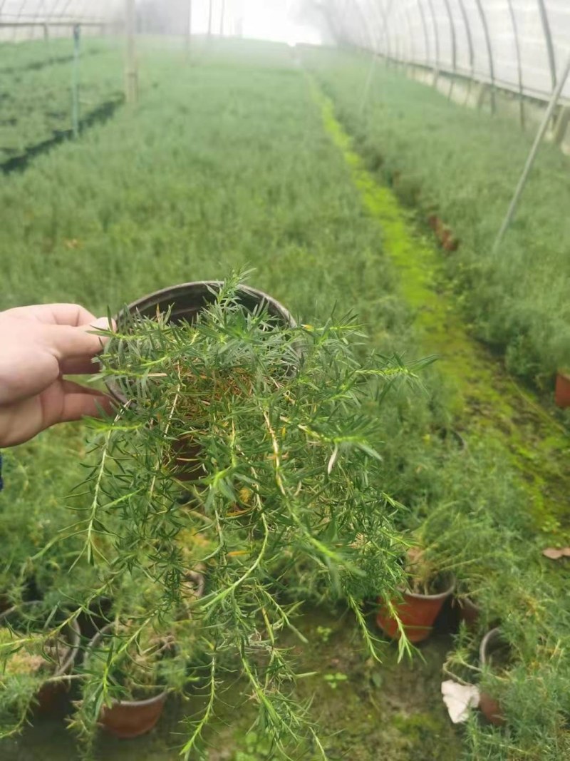 福禄考，之樱，规格齐全，货源充足欢迎选购