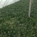 菠菜大量上市价格便宜质量很好