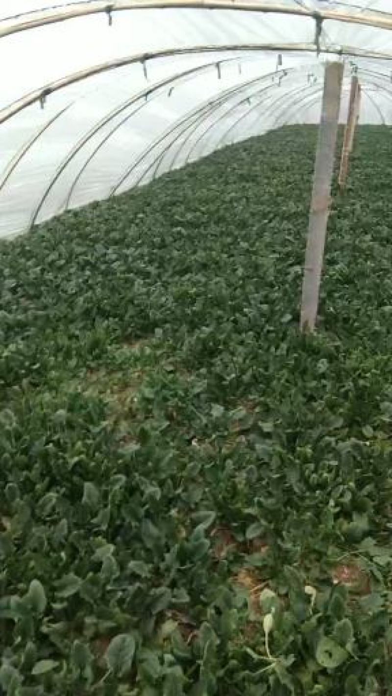 菠菜大量上市价格便宜质量很好