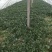 菠菜大量上市价格便宜质量很好