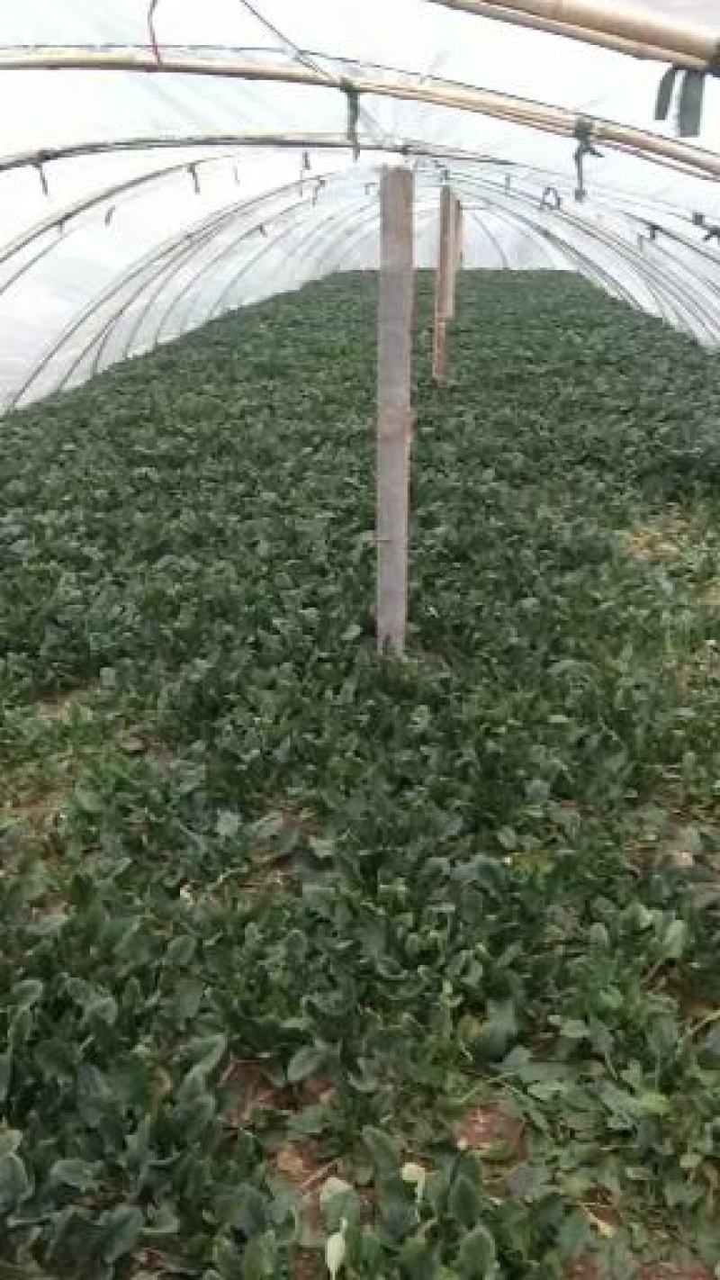 菠菜大量上市价格便宜质量很好
