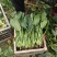 菠菜大量上市价格便宜质量很好