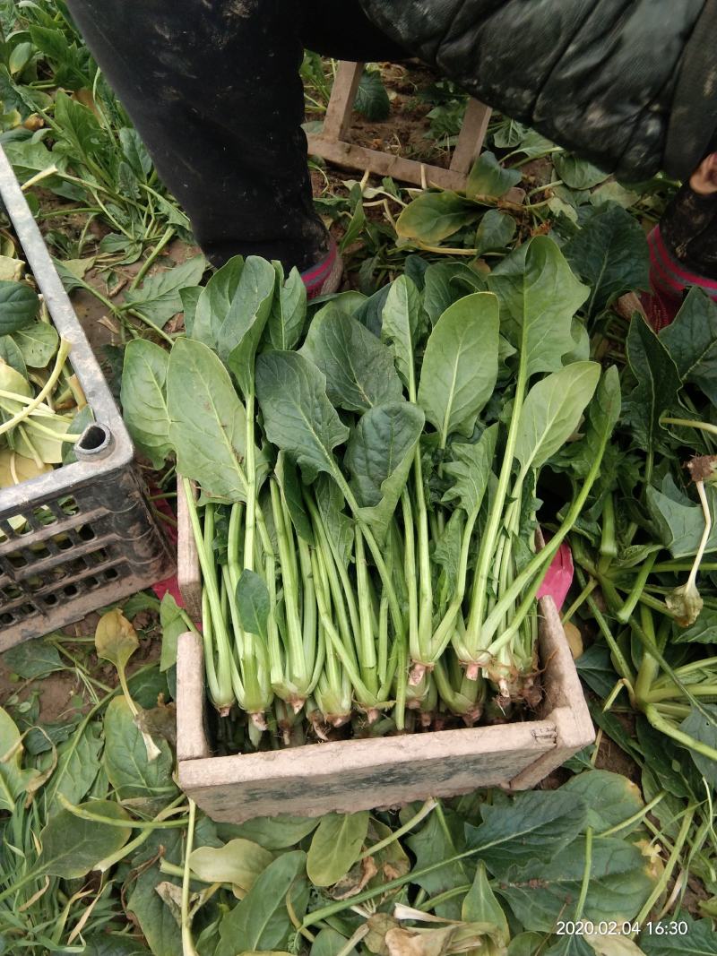 菠菜大量上市价格便宜质量很好