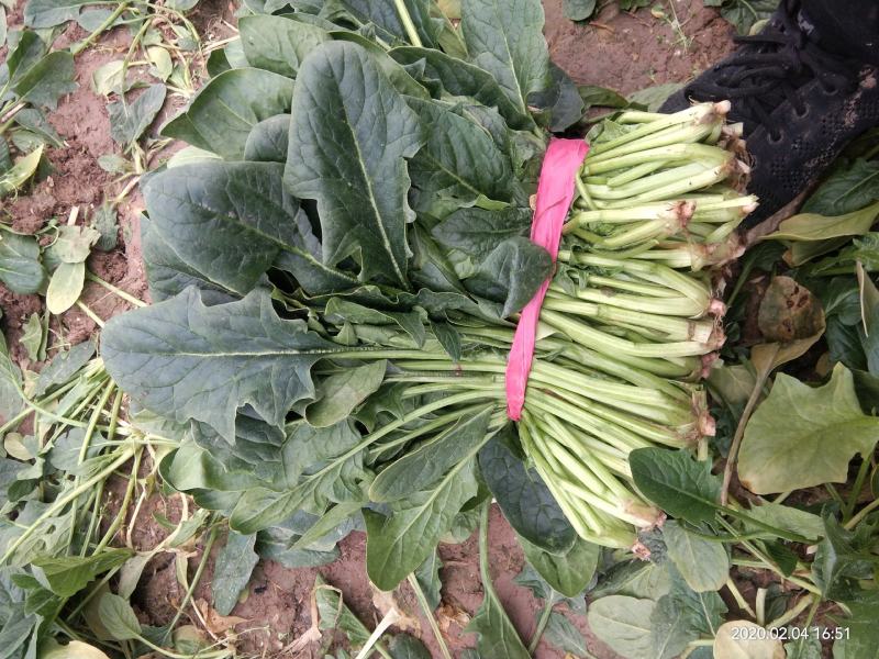 菠菜大量上市价格便宜质量很好
