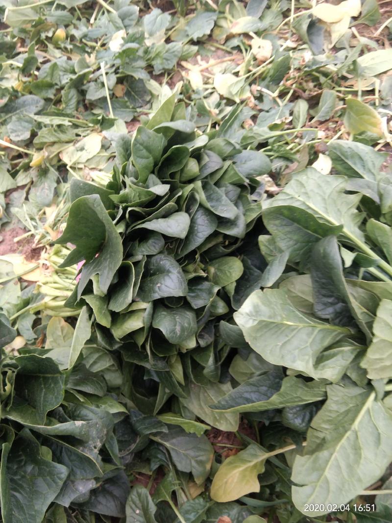 菠菜大量上市价格便宜质量很好