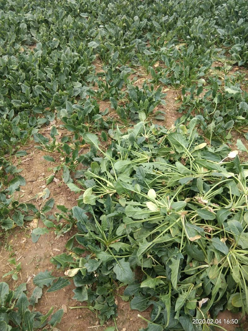 菠菜大量上市价格便宜质量很好
