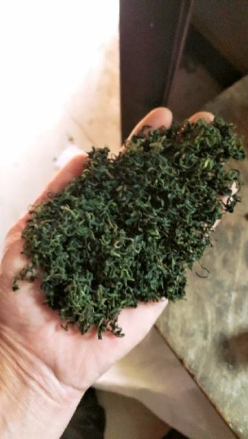 蒲公英优质茶，来自河南万亩蒲公英基地。健康你我他