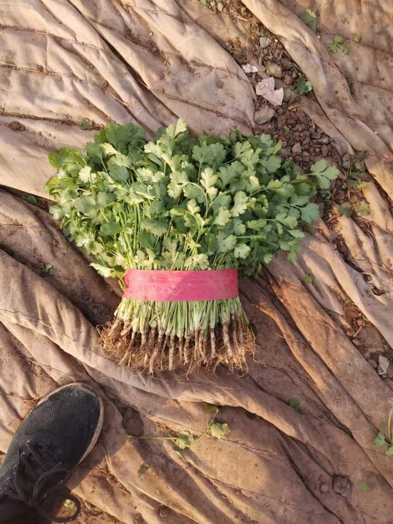 河北精品大叶香菜现割现卖大叶香菜产地直供质量保证诚信经营