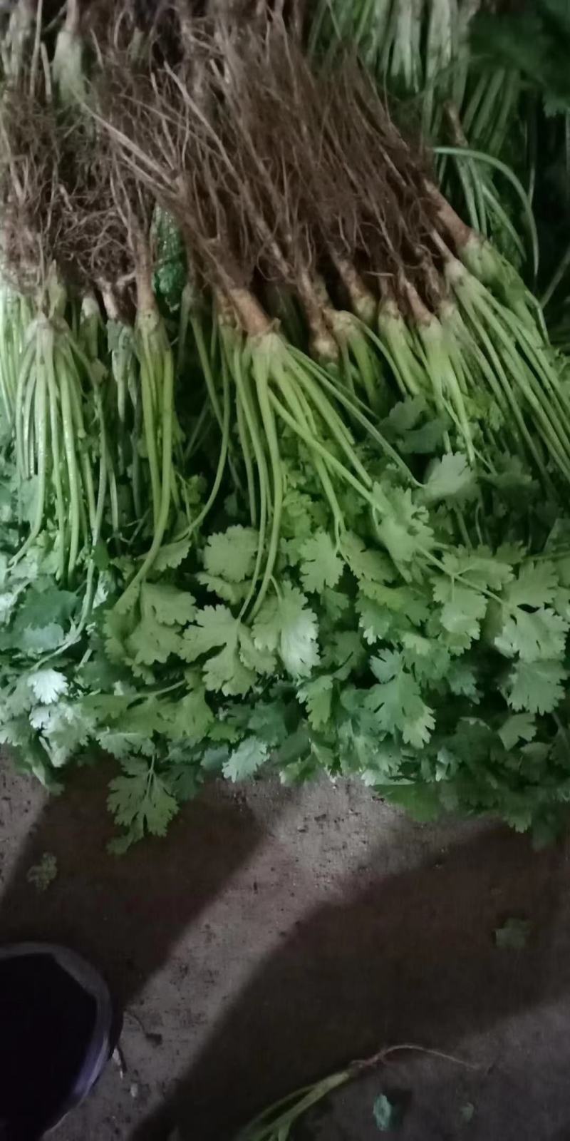 河北精品大叶香菜现割现卖大叶香菜产地直供质量保证诚信经营