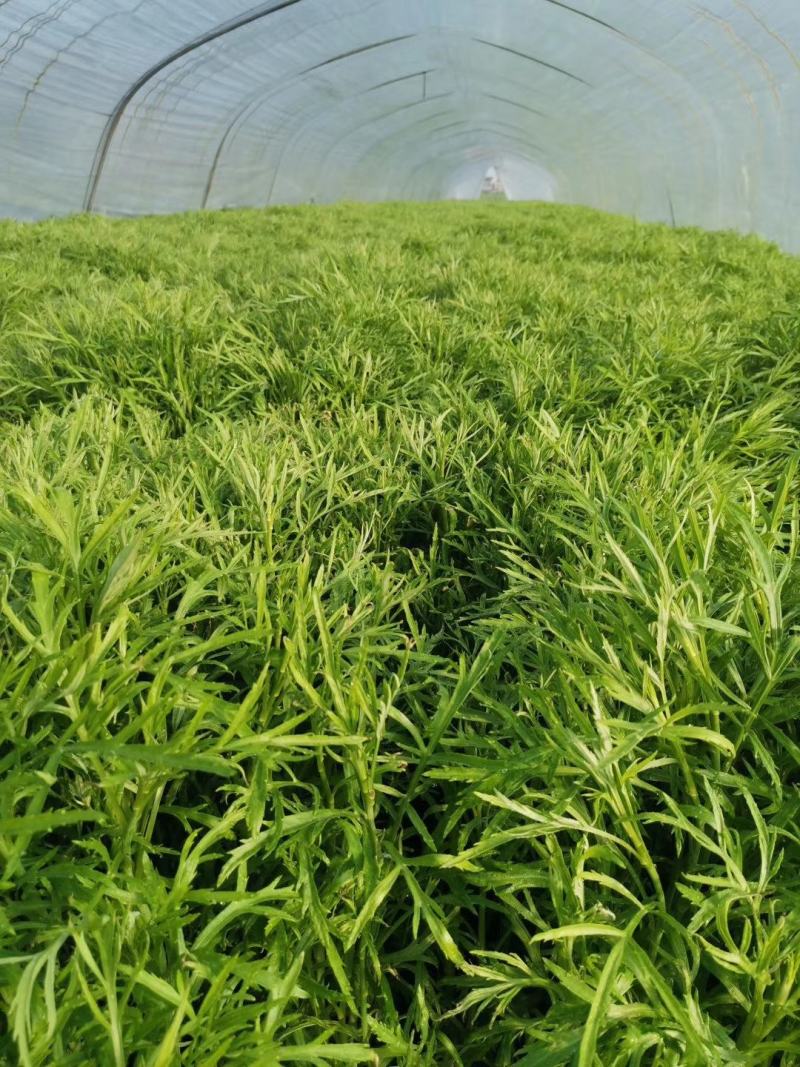 泡沫箱装正宗青蒿大棚自己家种的，量大优惠