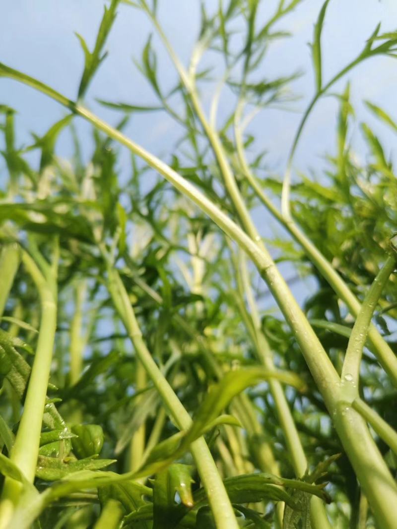 泡沫箱装正宗青蒿大棚自己家种的，量大优惠