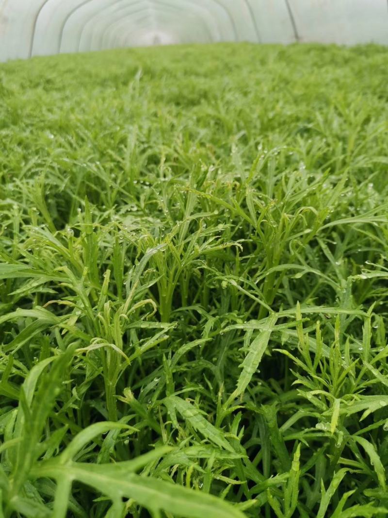 泡沫箱装正宗青蒿大棚自己家种的，量大优惠