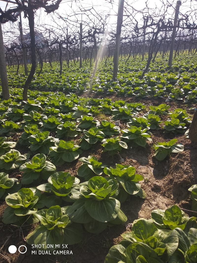种植户矮脚黄青菜还剩十亩地