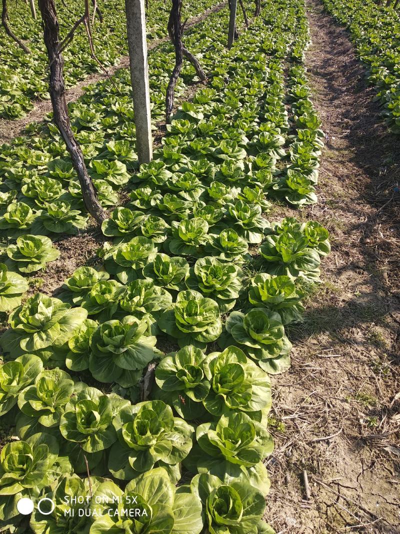 种植户矮脚黄青菜还剩十亩地