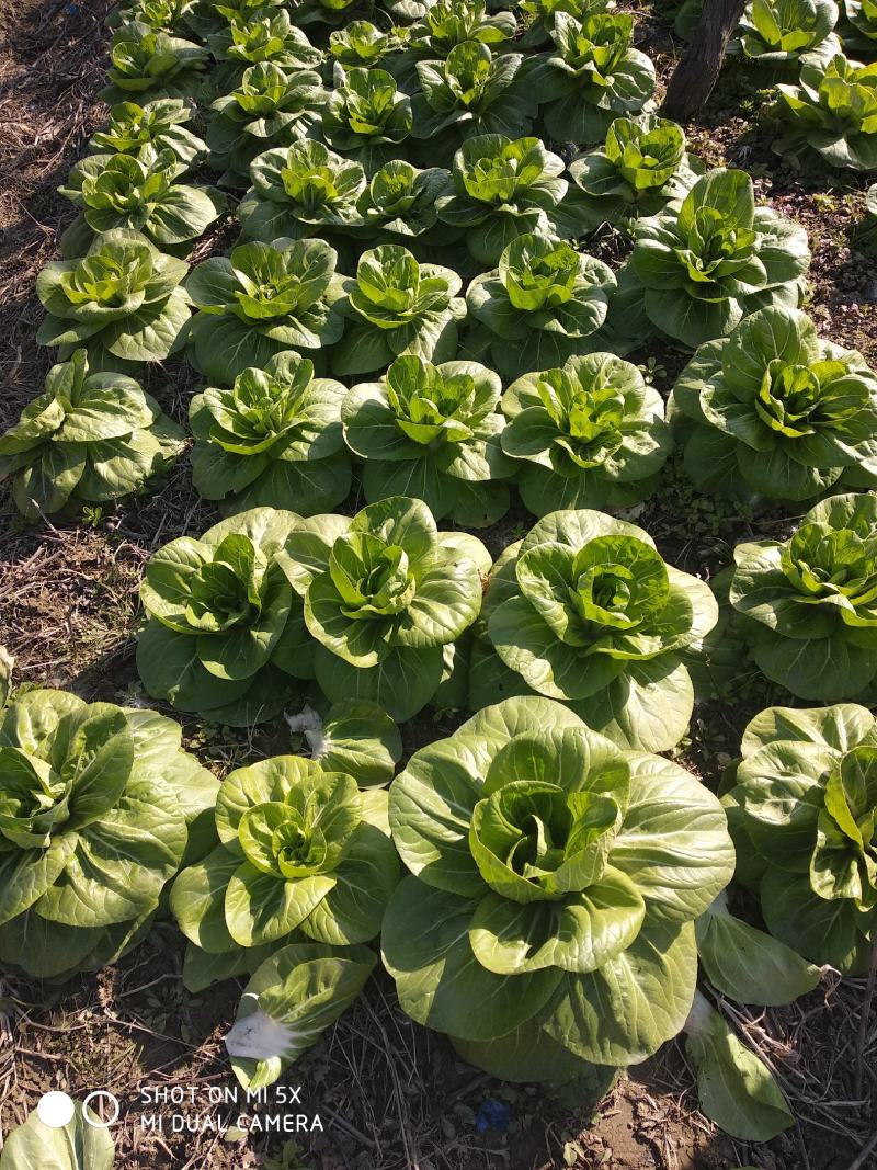 种植户矮脚黄青菜还剩十亩地