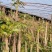 绿化苗木香椿树正宗红油香椿苗陕西省华阴市