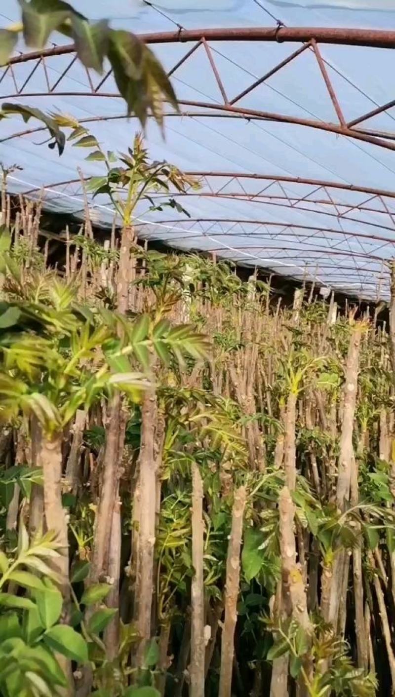 绿化苗木香椿树正宗红油香椿苗陕西省华阴市