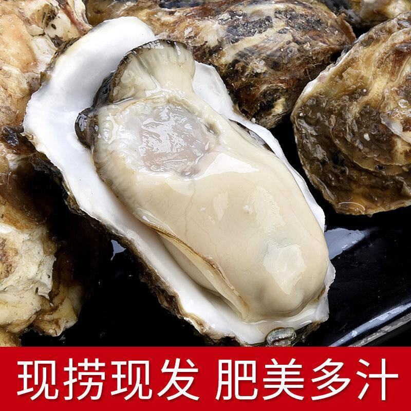 牡
