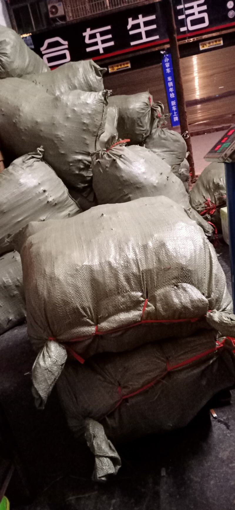 【牛商推荐】水杨桃苗猕猴桃嫁接专用