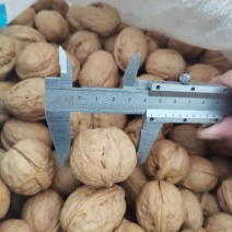 新疆薄皮核桃产地新疆和田县