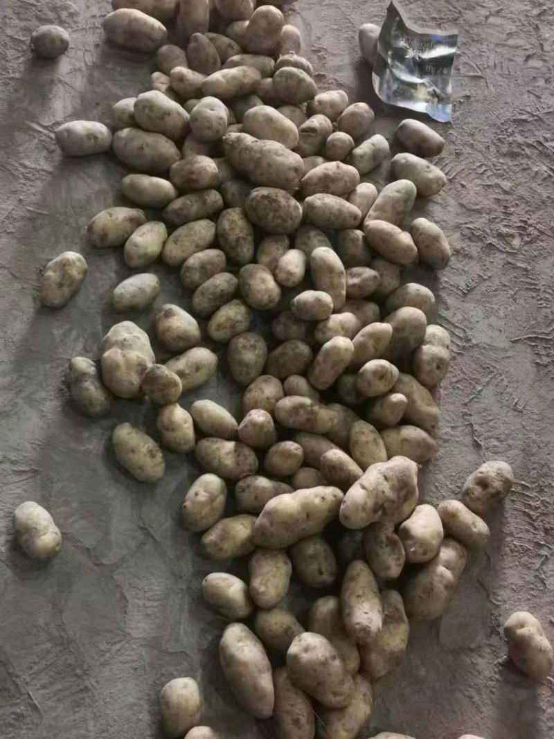 土豆质量好价格优欢迎老板前来订