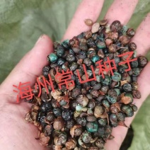 海州常山种子，叶子臭花香就是这么稀奇，种子质量有保障。