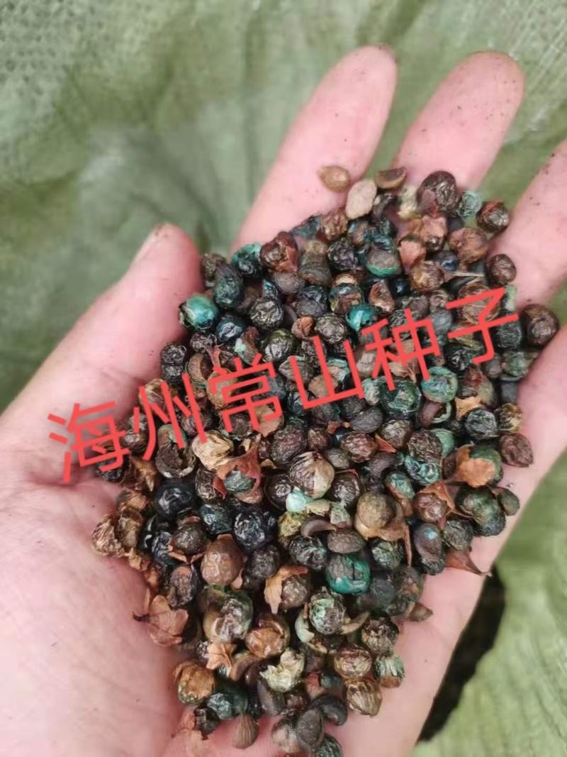 海州常山种子，叶子臭花香就是这么稀奇，种子质量有保障。