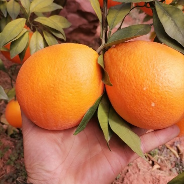 广西桂林全州纽荷尔脐橙大量上市，诚信代办，合作共赢！
