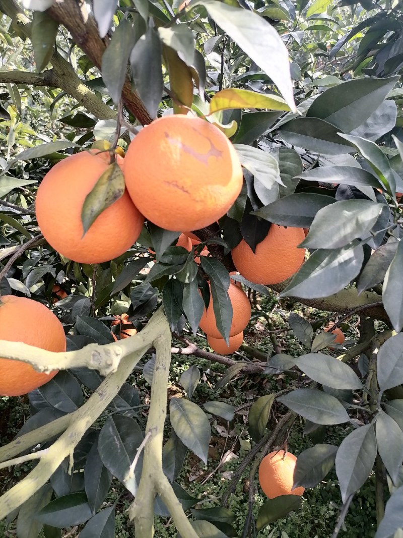 广西桂林全州纽荷尔脐橙大量上市，诚信代办，合作共赢！