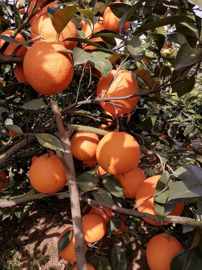 广西桂林全州纽荷尔脐橙大量上市，诚信代办，合作共赢！