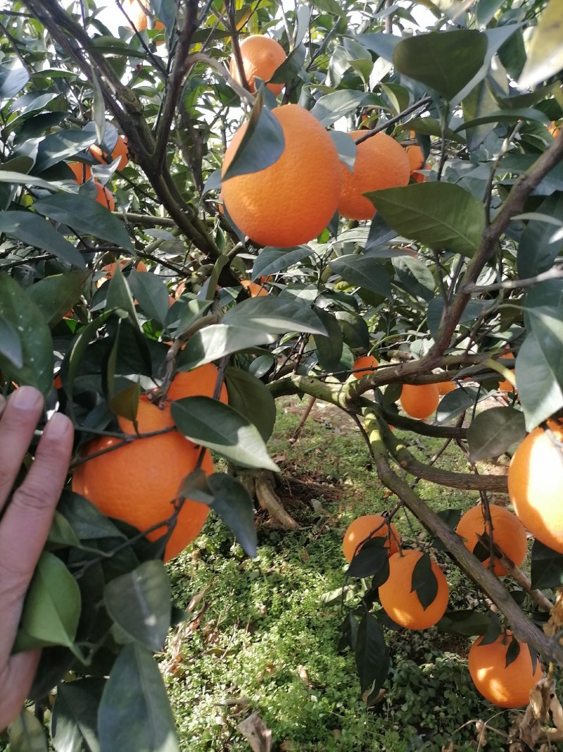 广西桂林全州纽荷尔脐橙大量上市，诚信代办，合作共赢！