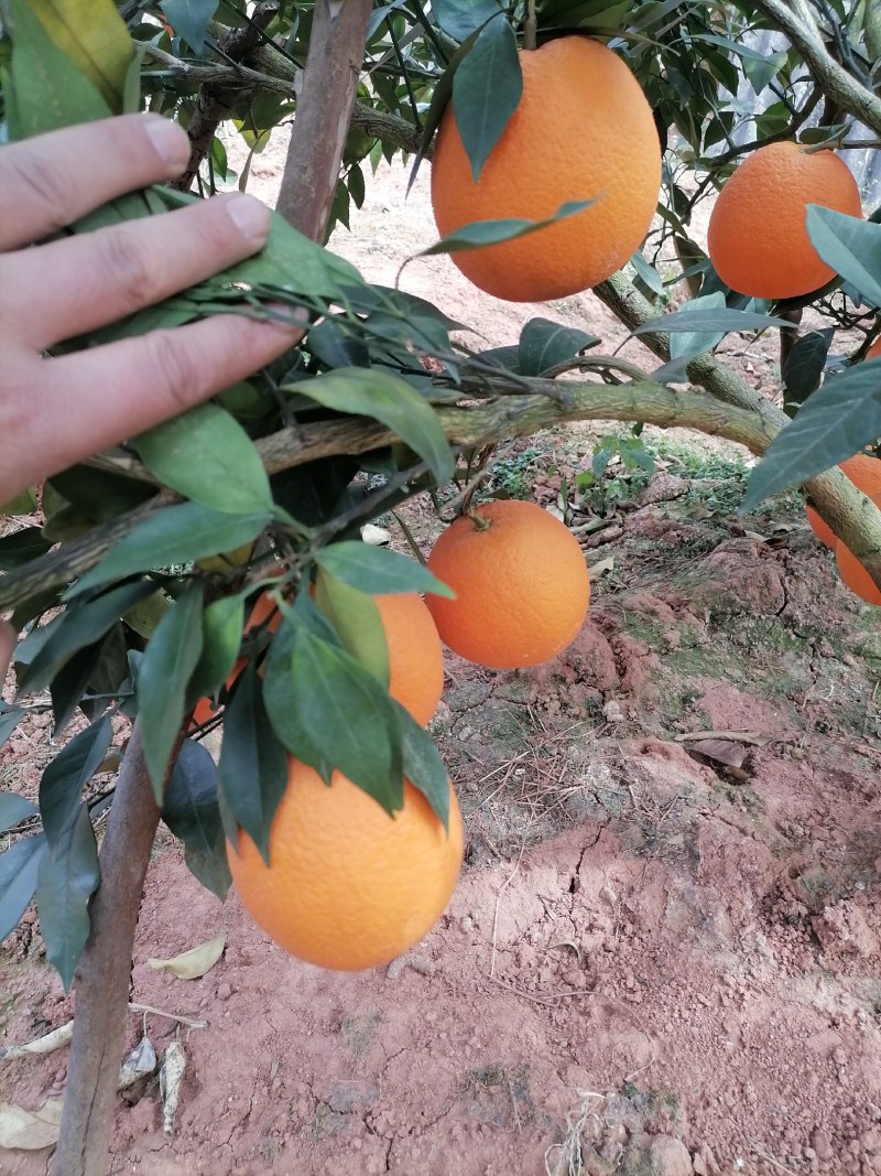 广西桂林全州纽荷尔脐橙大量上市，诚信代办，合作共赢！