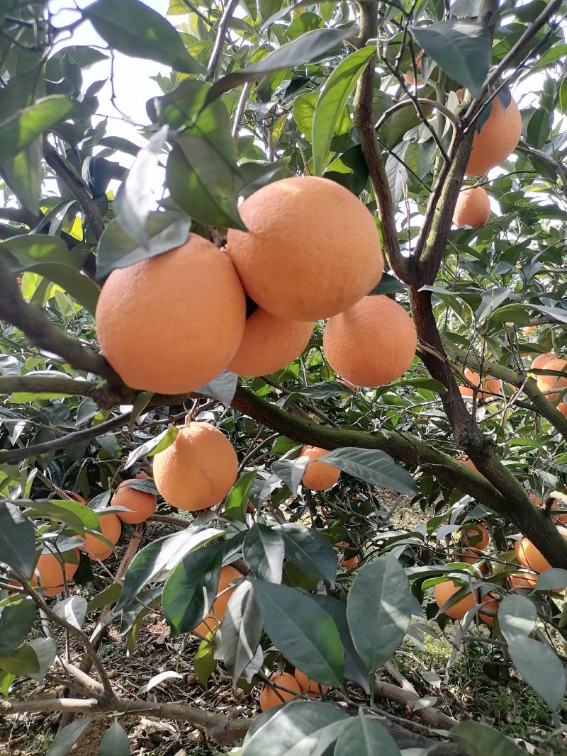 广西桂林全州纽荷尔脐橙大量上市，诚信代办，合作共赢！