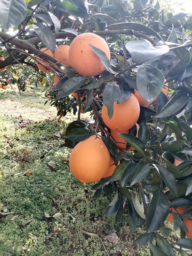 广西桂林全州纽荷尔脐橙大量上市，诚信代办，合作共赢！