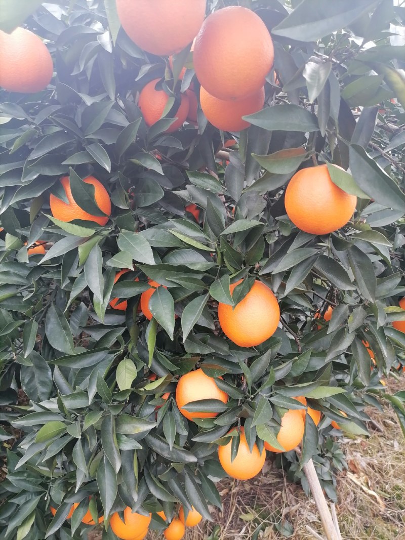 广西桂林全州纽荷尔脐橙大量上市，诚信代办，合作共赢！