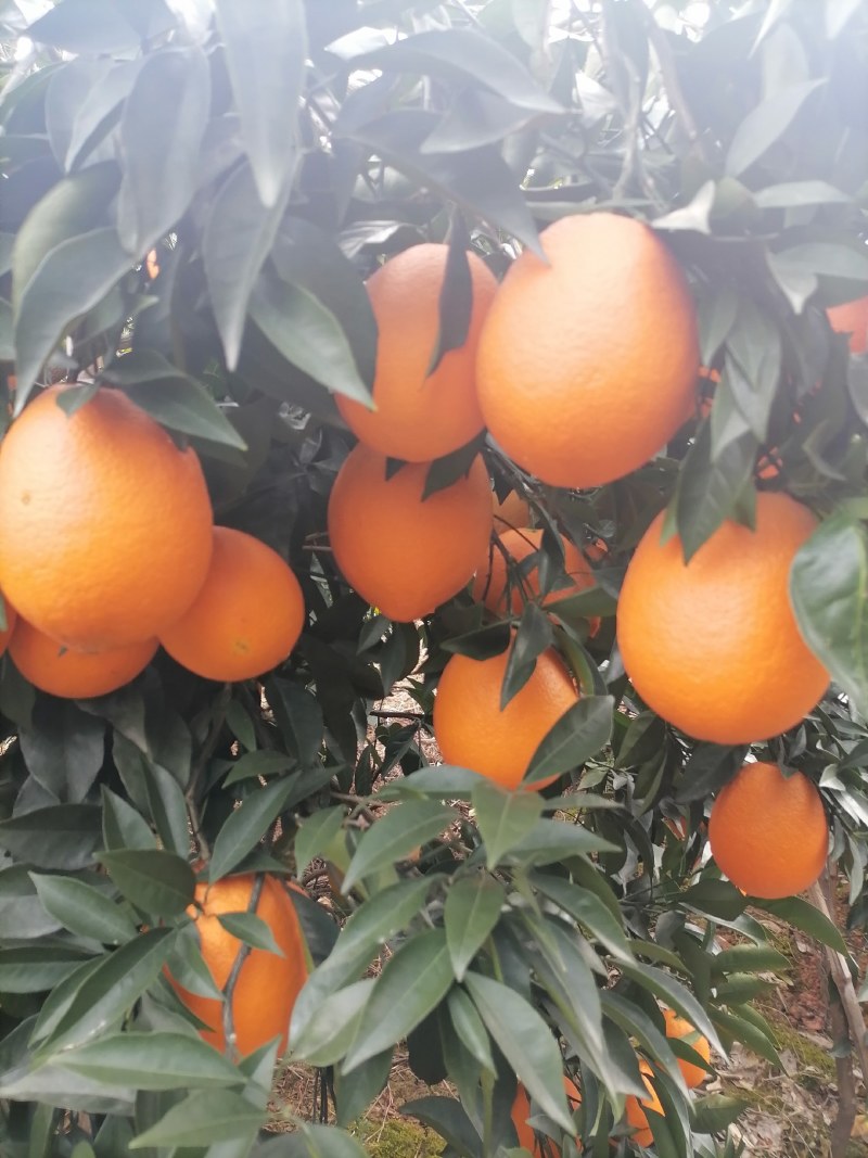 广西桂林全州纽荷尔脐橙大量上市，诚信代办，合作共赢！