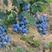 三年组培蓝莓杯苗，薄雾，莱克西，优瑞卡，H5，L基地直发