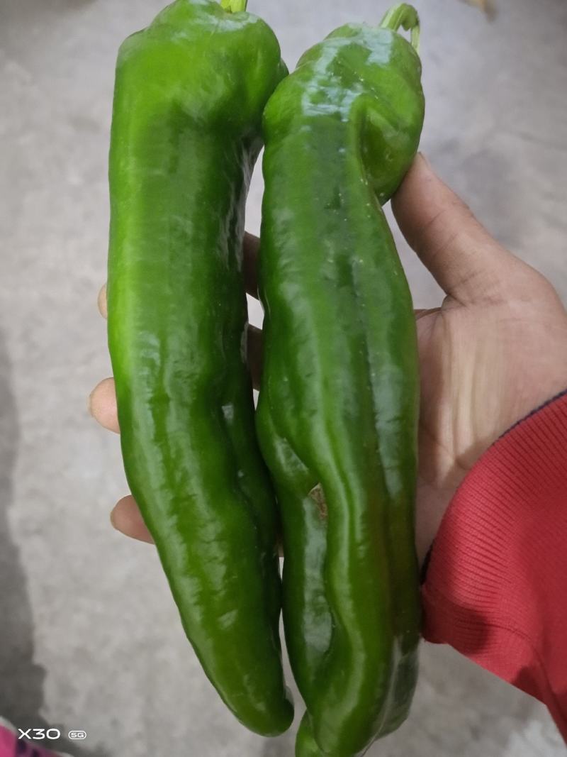 辣椒苗，牛角椒苗301，大果型牛角椒苗308，抗病稳产