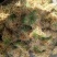 热销，麻糖，麦芽糖厂价直销价格实惠，诚信经营