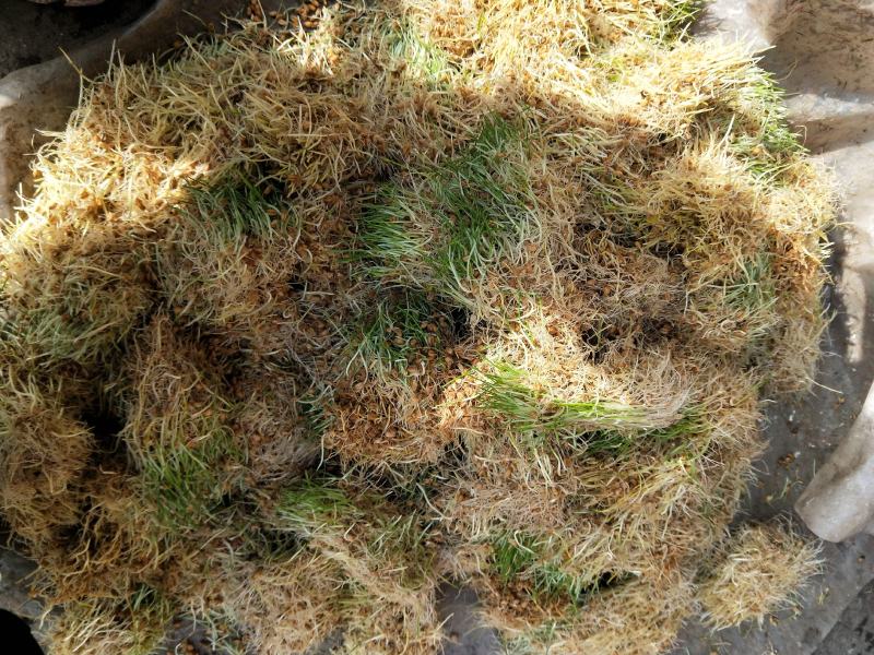 热销，麻糖，麦芽糖厂价直销价格实惠，诚信经营