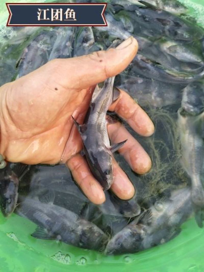 黄尾鯝鱼苗路亚鱼送货上门货到付款保证成活