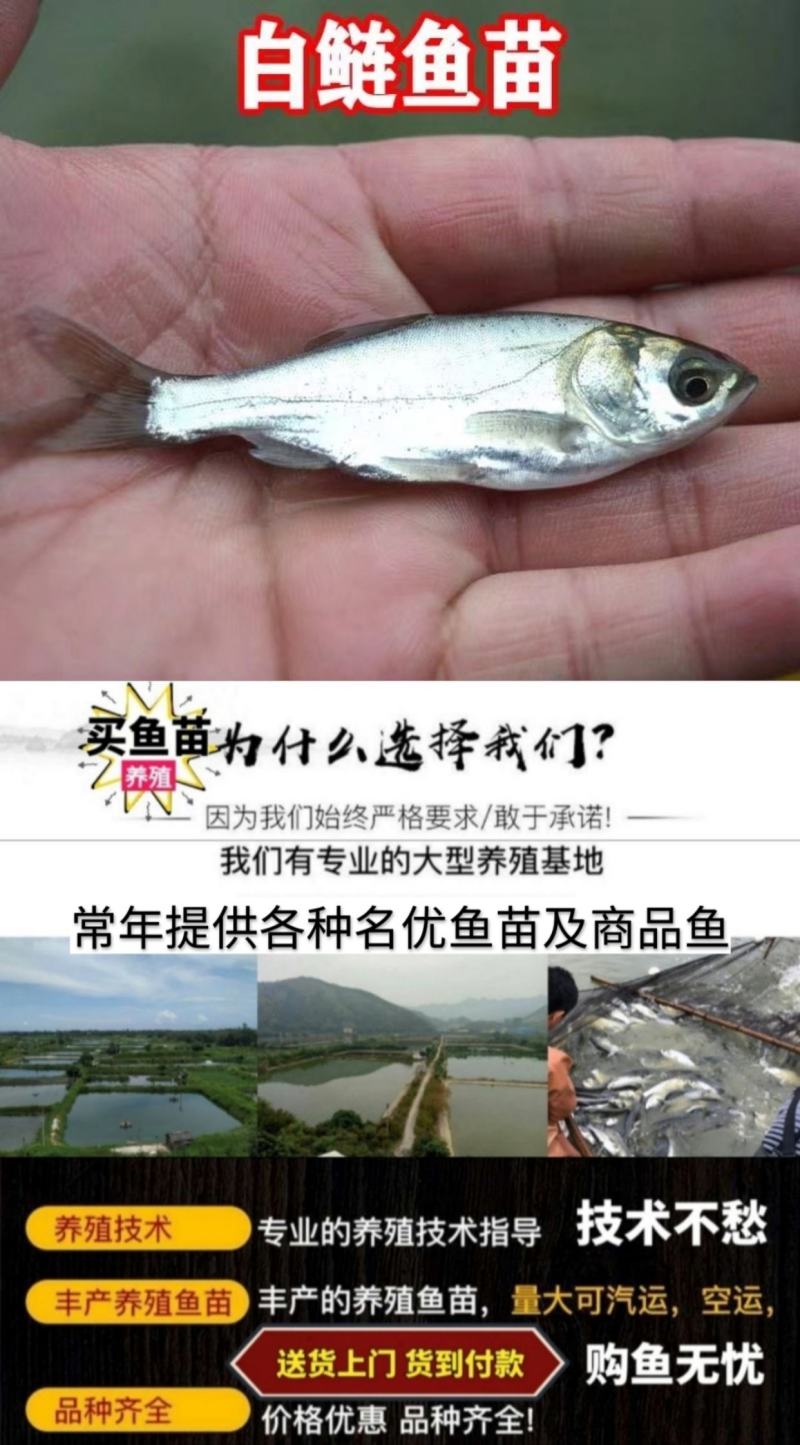 黄尾鯝鱼苗路亚鱼送货上门货到付款保证成活