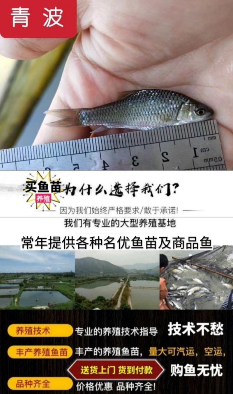 黄尾鯝鱼苗路亚鱼送货上门货到付款保证成活