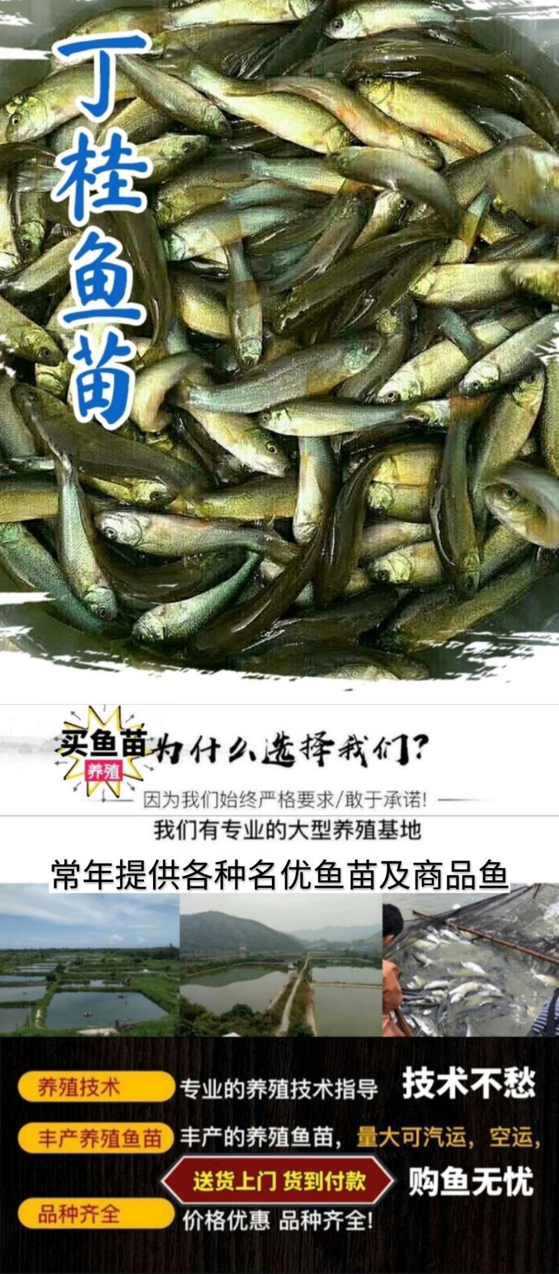 黄尾鯝鱼苗路亚鱼送货上门货到付款保证成活