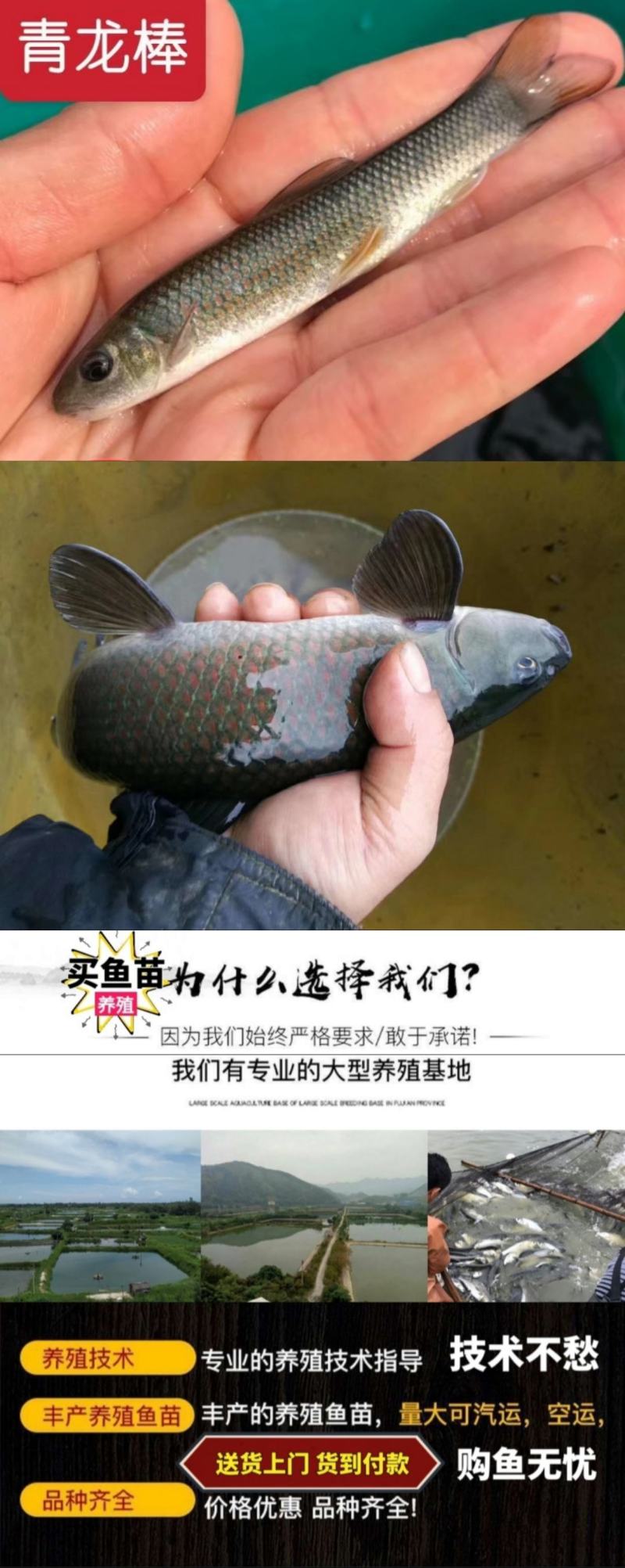 黄尾鯝鱼苗路亚鱼送货上门货到付款保证成活