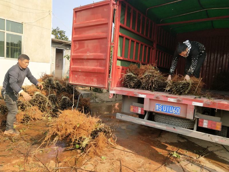 江西樟树市中花扦插苗包技术包回收证件齐全顺丰包邮死苗补发