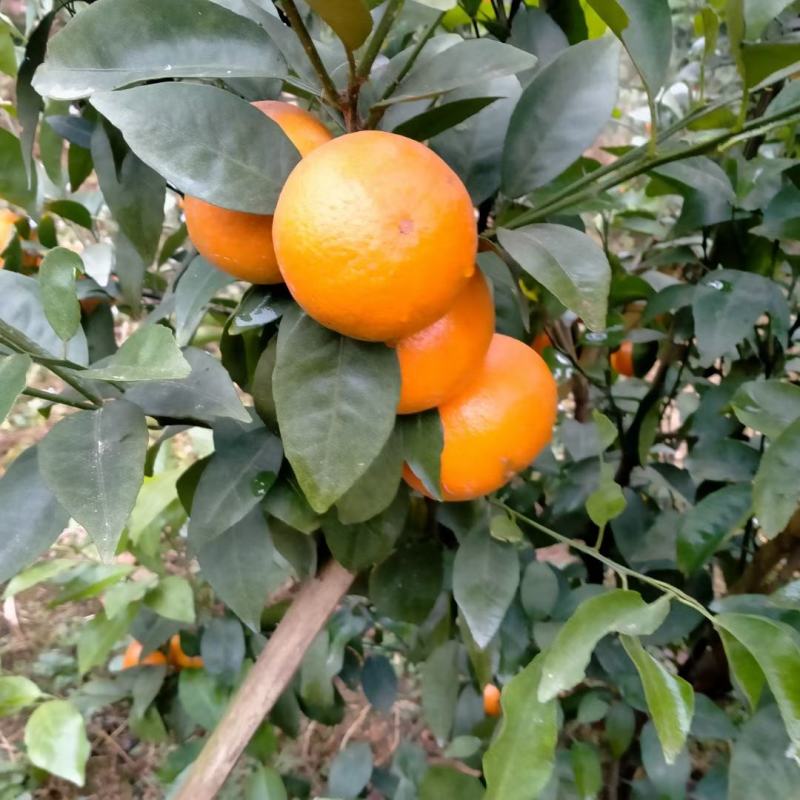 广西蒙山沃柑大量优质果价格便宜看中请联系